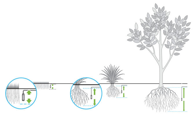 放置在根部区域