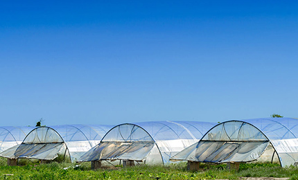 Greenhouse Solutions